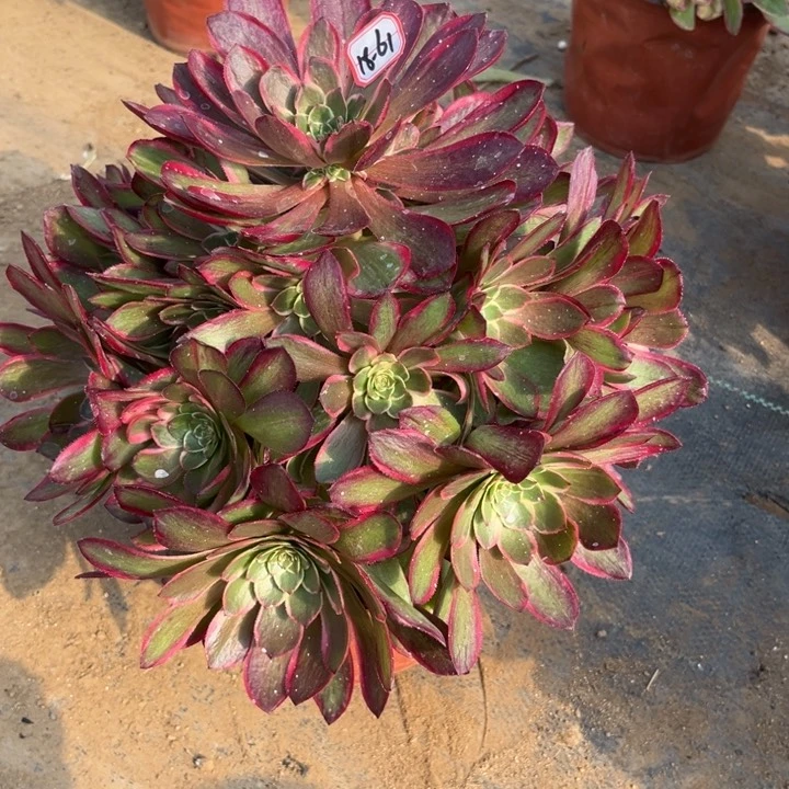 18-61粉花妖多肉植物