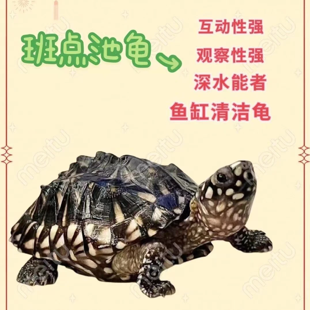 满天星斑点池龟苗黑池龟深水宠物龟观赏鱼缸清洁龟