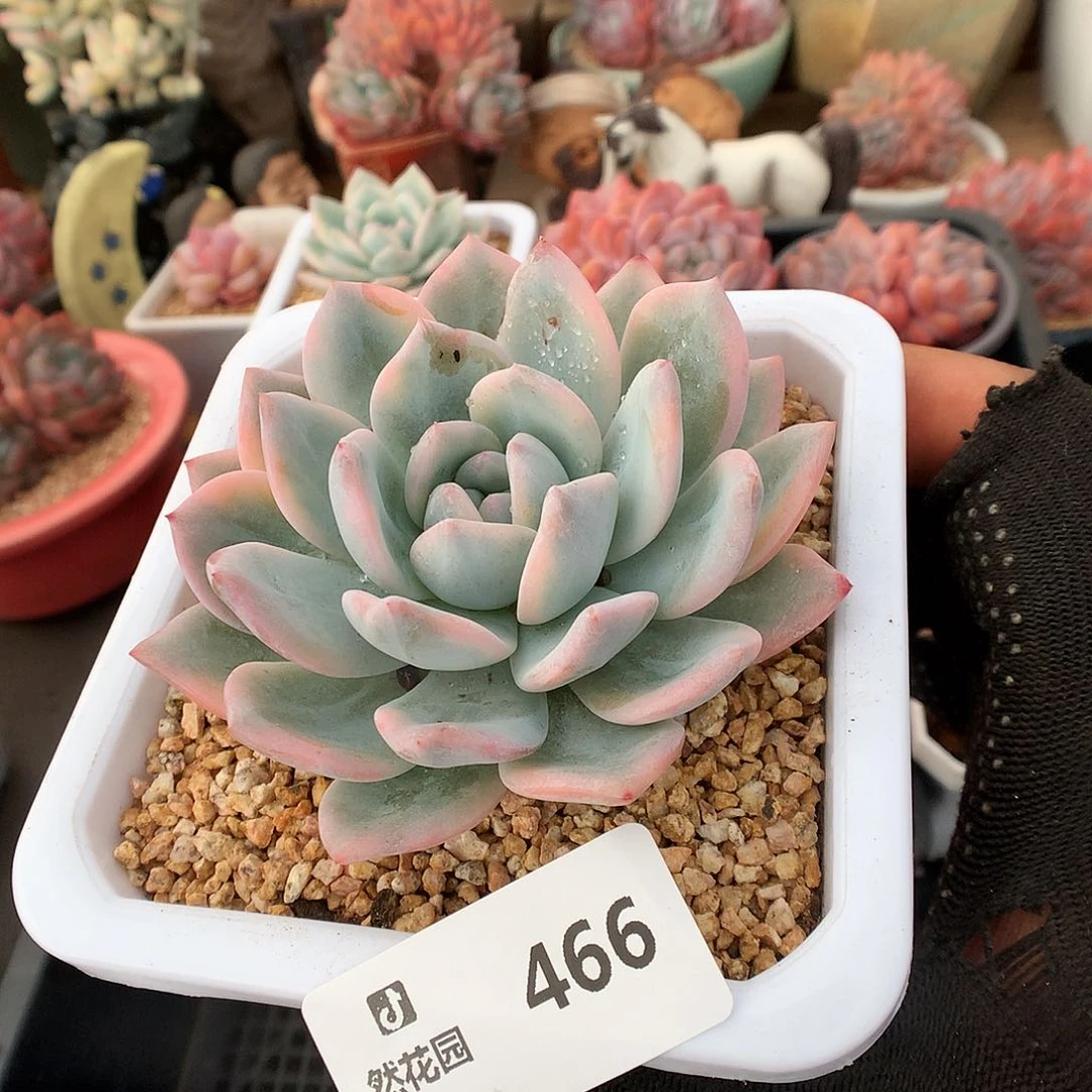 466梦露锦多肉植物666