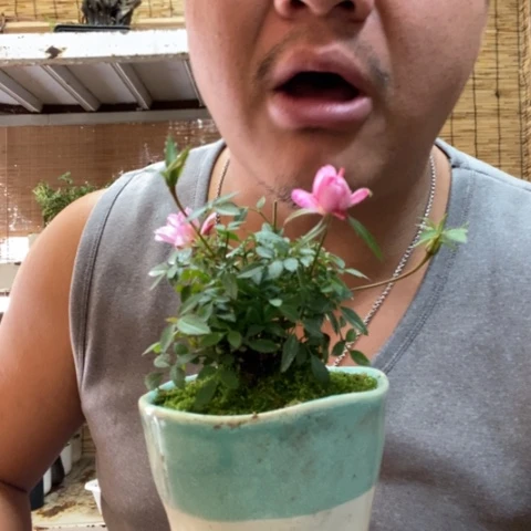 红陶一物一拍所见即所得285