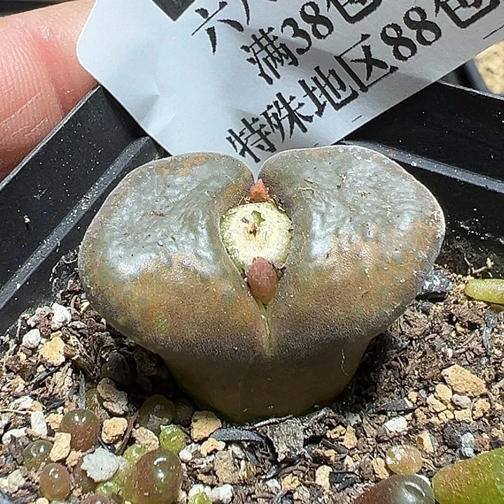 795号特价风铃多肉植物