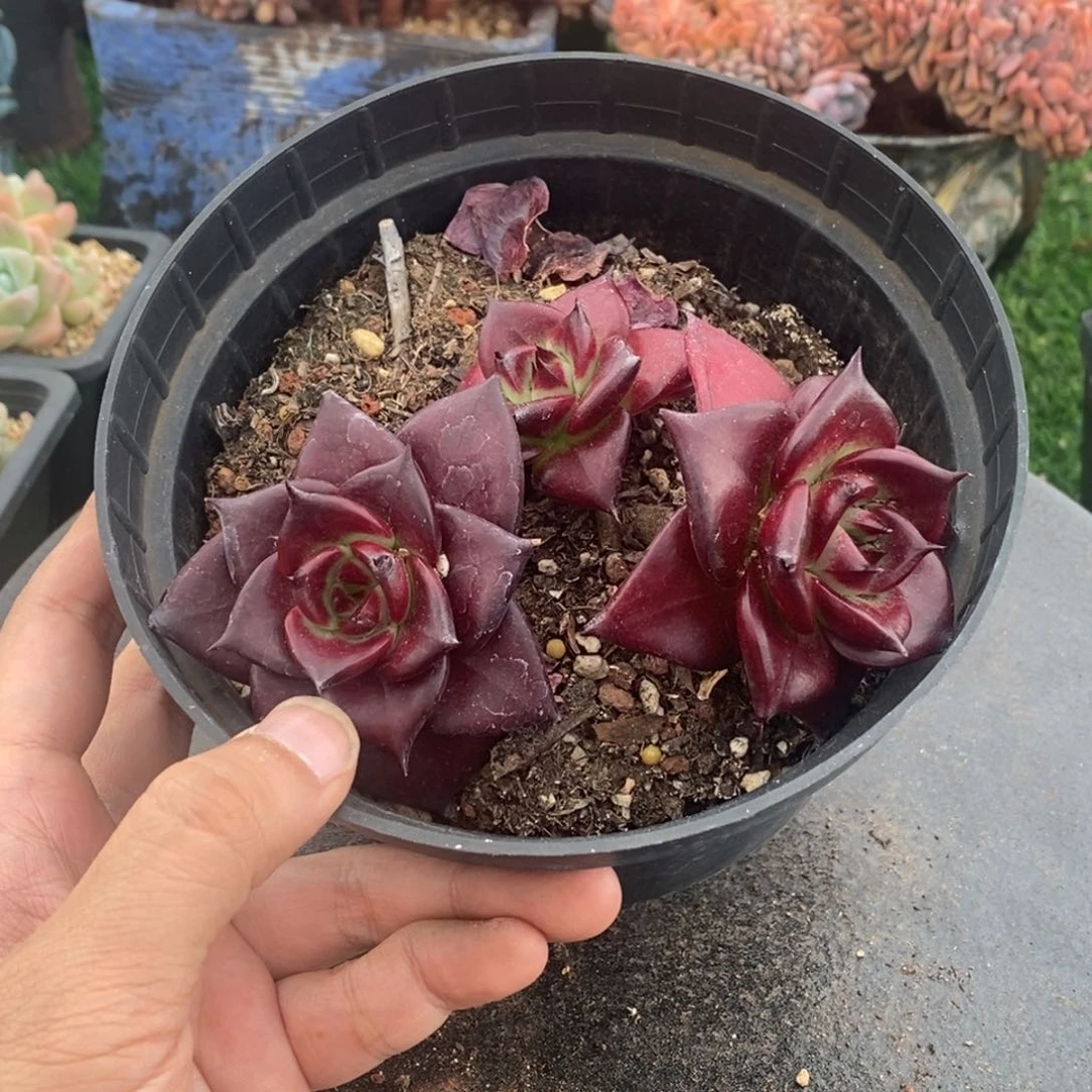 东云杂交三头老桩