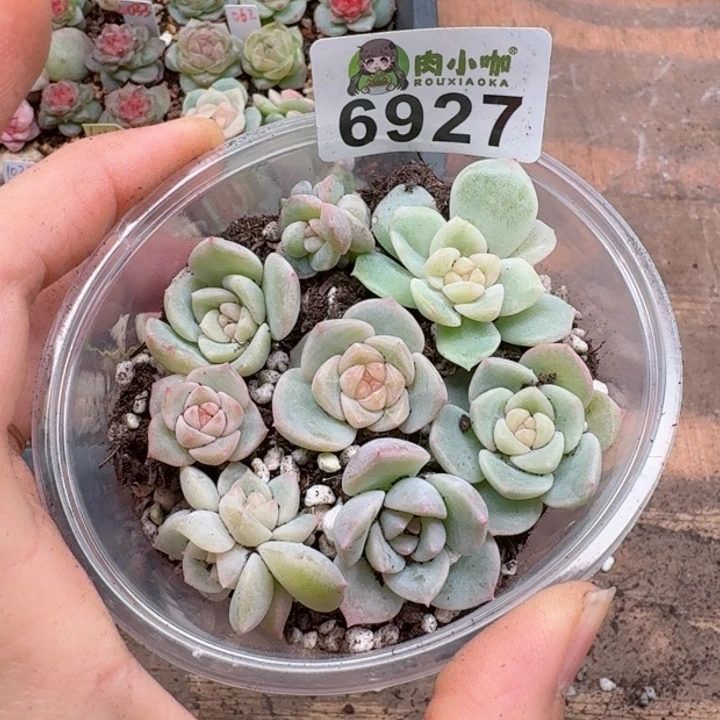 多肉植物多肉植物