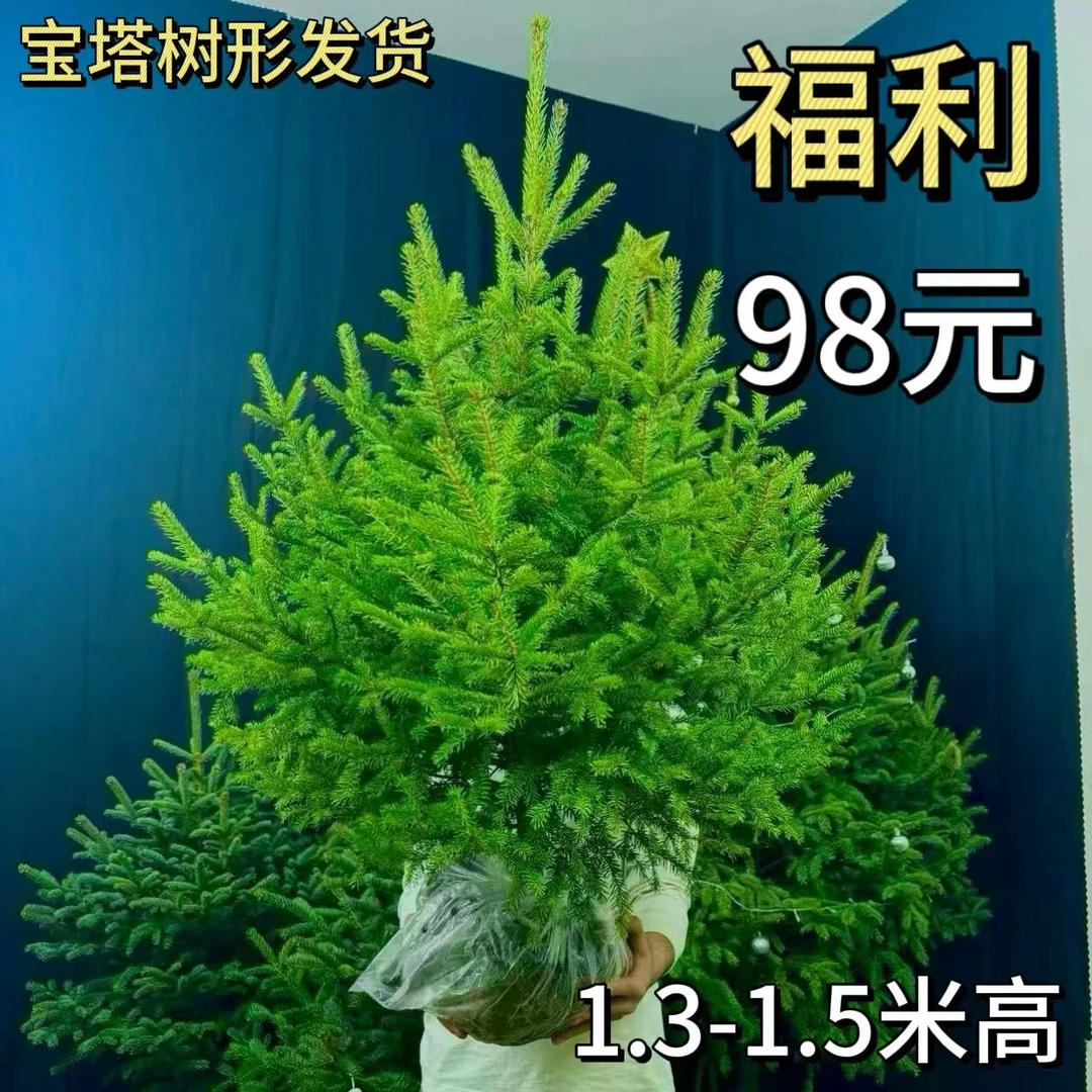 1.3-1.5米三年老桩 区别市面 北美风圣诞树节日氛围绿植2025新款