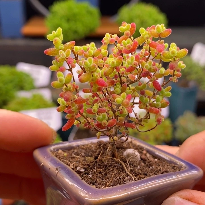 无花朵60蜜橘糖球。