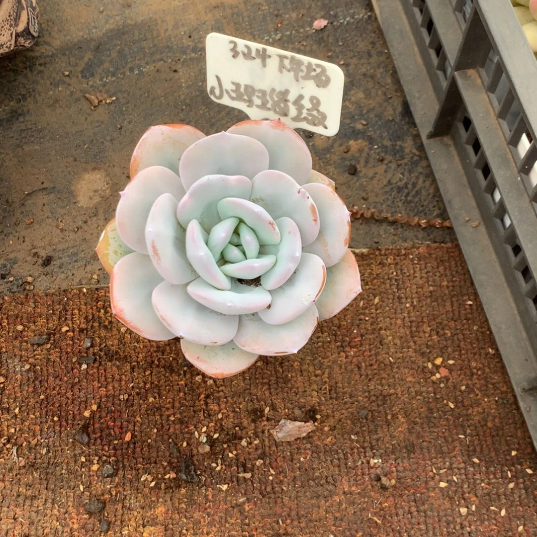 人工关节治疗和各种风湿疾病