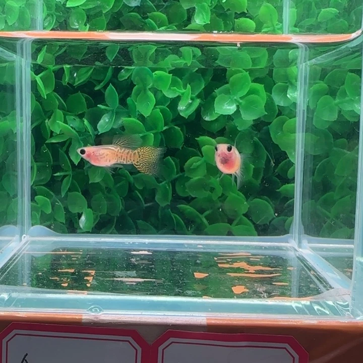 孔雀鱼15黄蕾丝玻璃猫一对