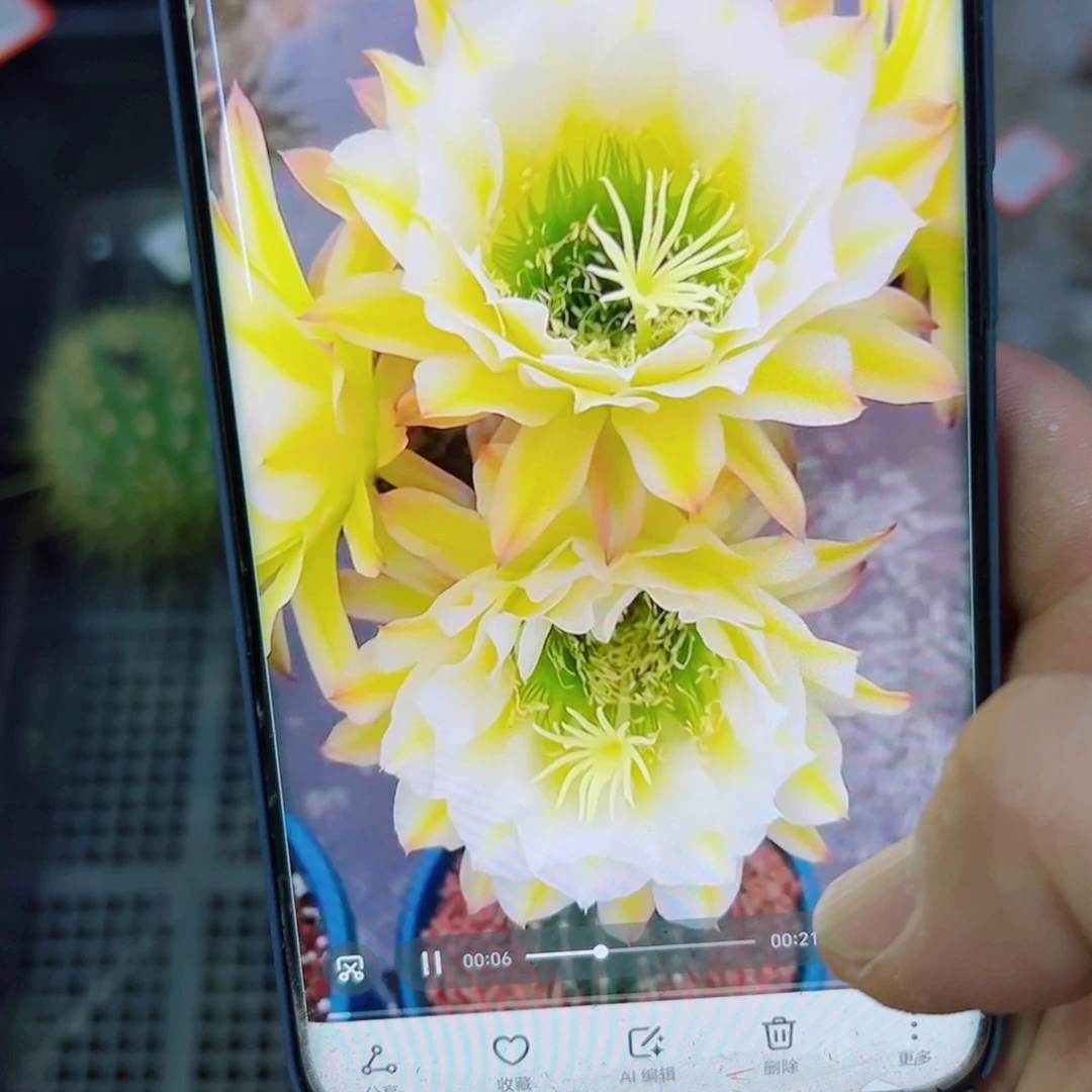 下91毛六月五歪斑点无根侧芽5公分左右20包邮