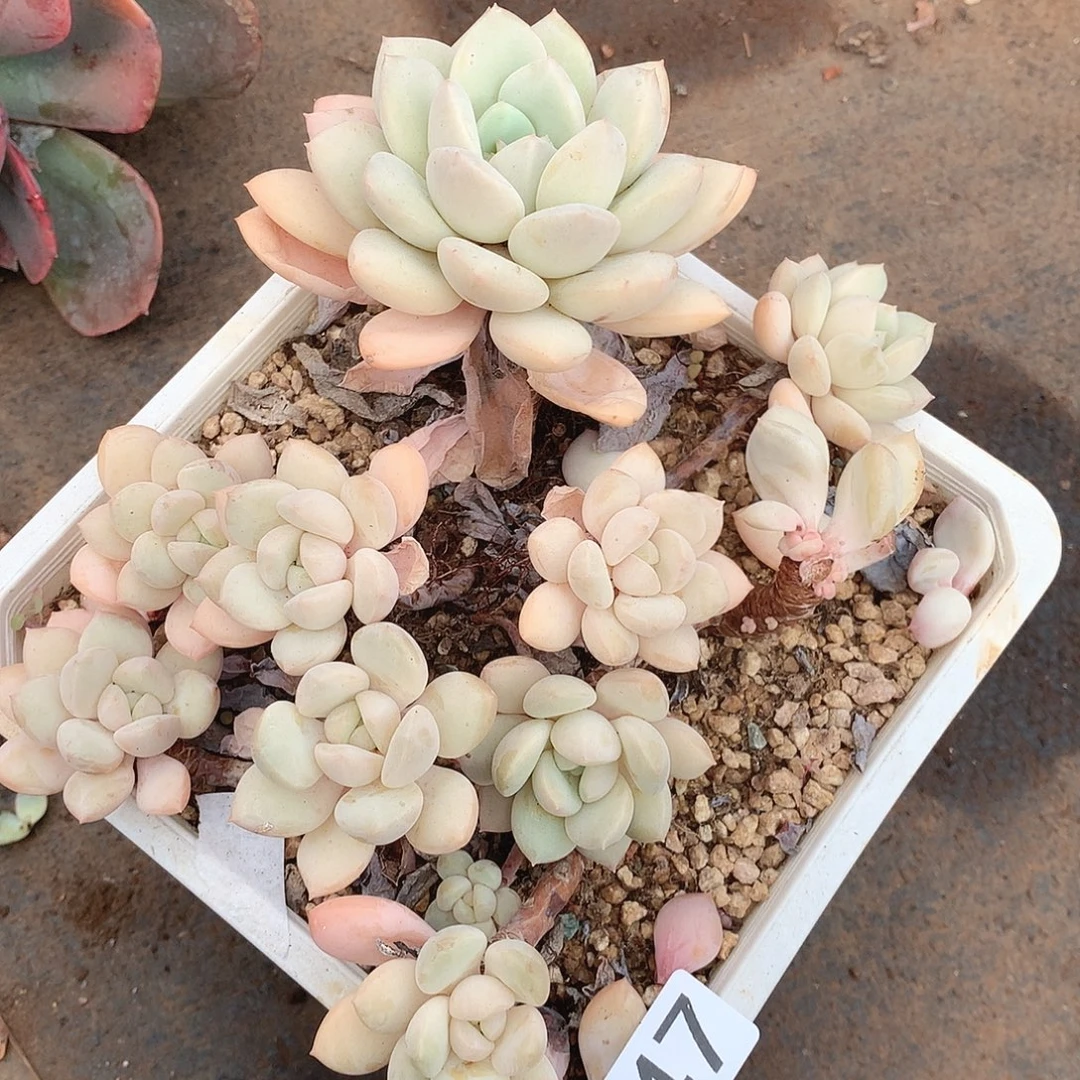 447拉丝雨一物一拍多肉