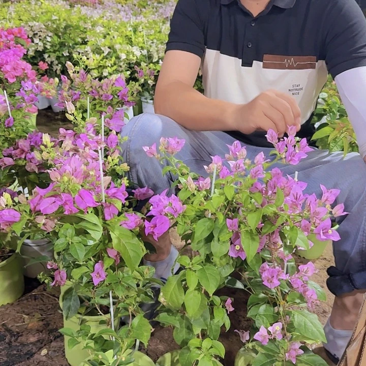 无花朵三角梅雪紫