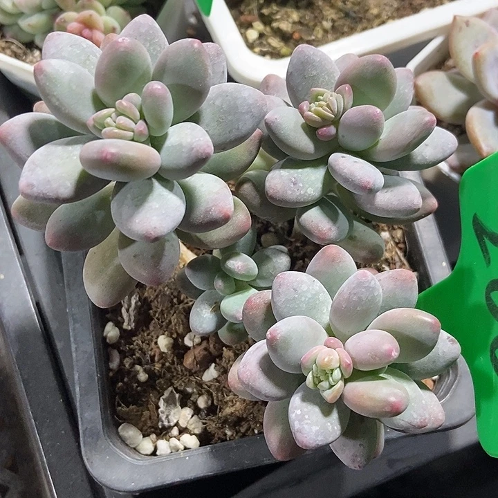 多肉植物苹果奶200