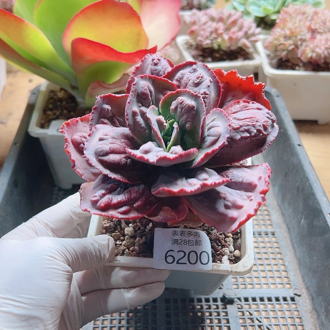 多肉一物一拍6200