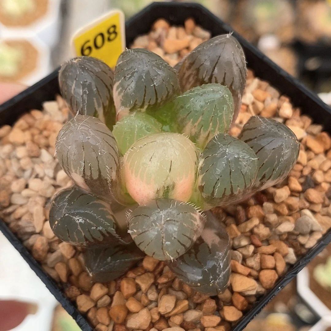 608巨大赤线玉露锦一物一