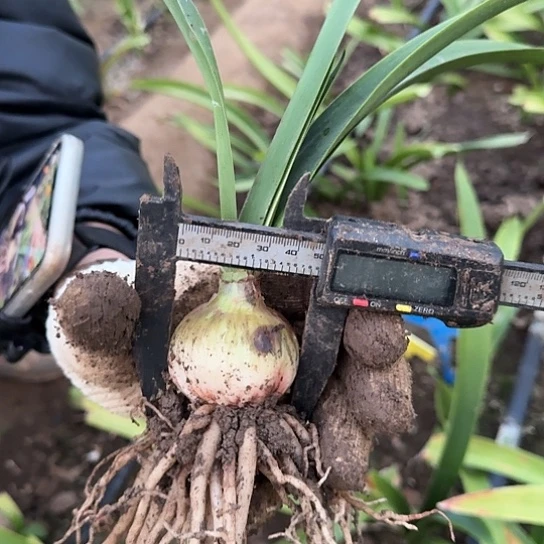 精灵5花4.5-5厘米包对版