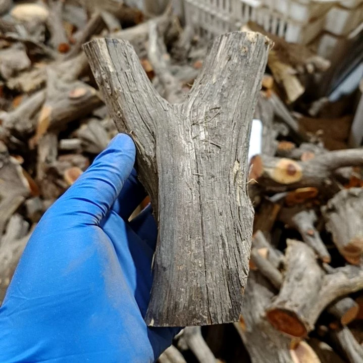 星***星香榧木崖柏原叉崖柏原叉崖柏