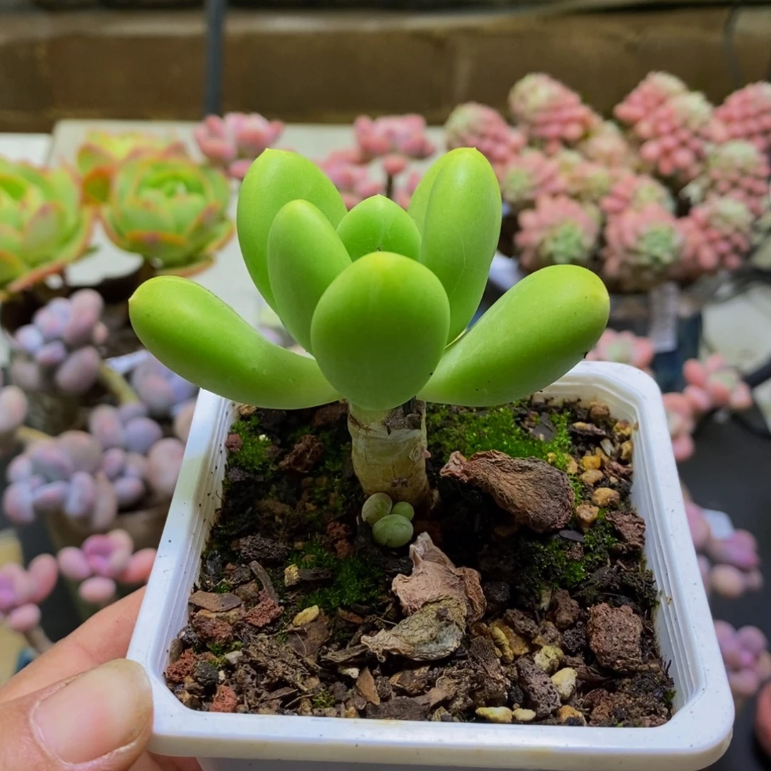 136芒果奶6cm多肉