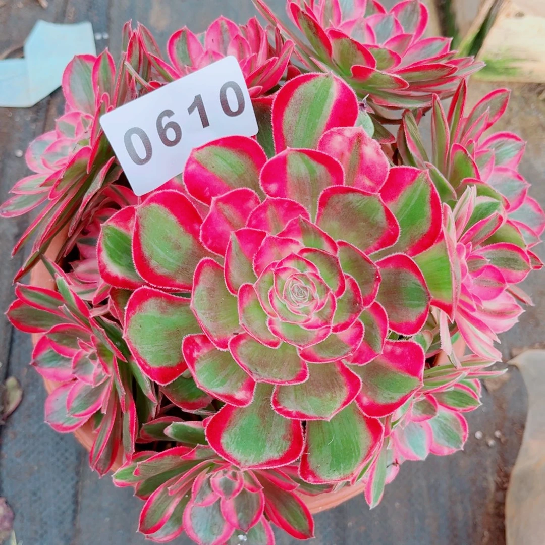 新品孔雀翎多肉发货