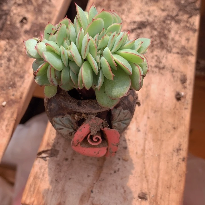 紫***然紫然    1花