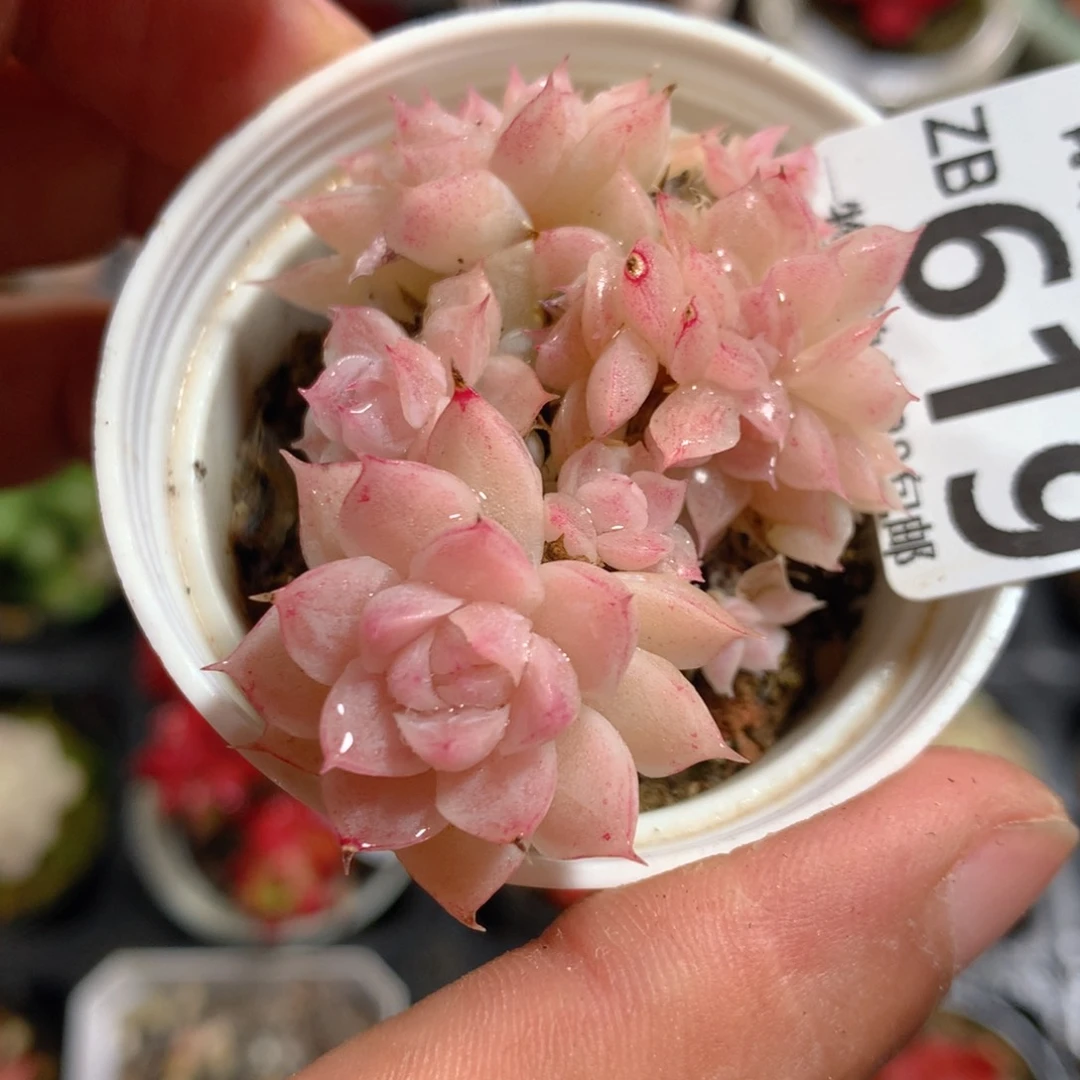 5CM拇指盆精控多肉ZB619