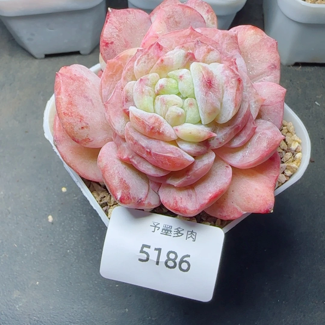 海梦石化，5186多肉植物