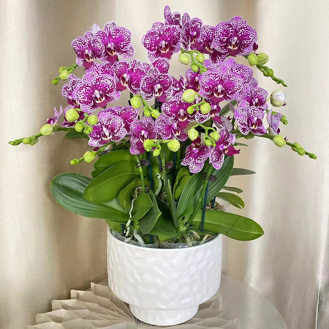 （半亩花坊）斑蝶兄弟 欧洲进口蝴蝶兰 室内精品客厅观赏花卉真花