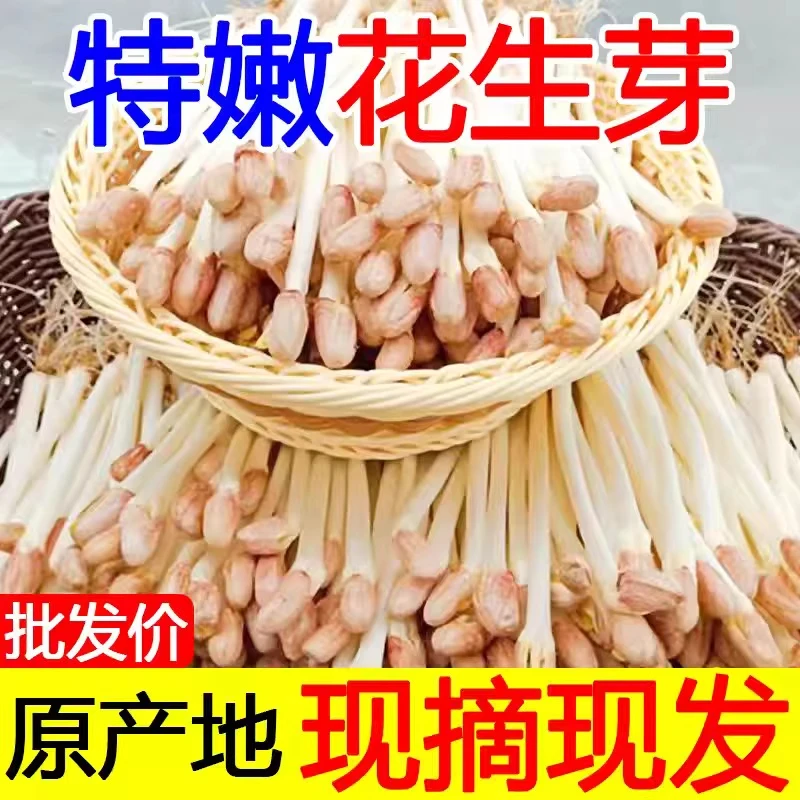 【现摘现发】新鲜花生芽新鲜蔬菜花生豆芽菜食用花生苗芽苗菜特色菜