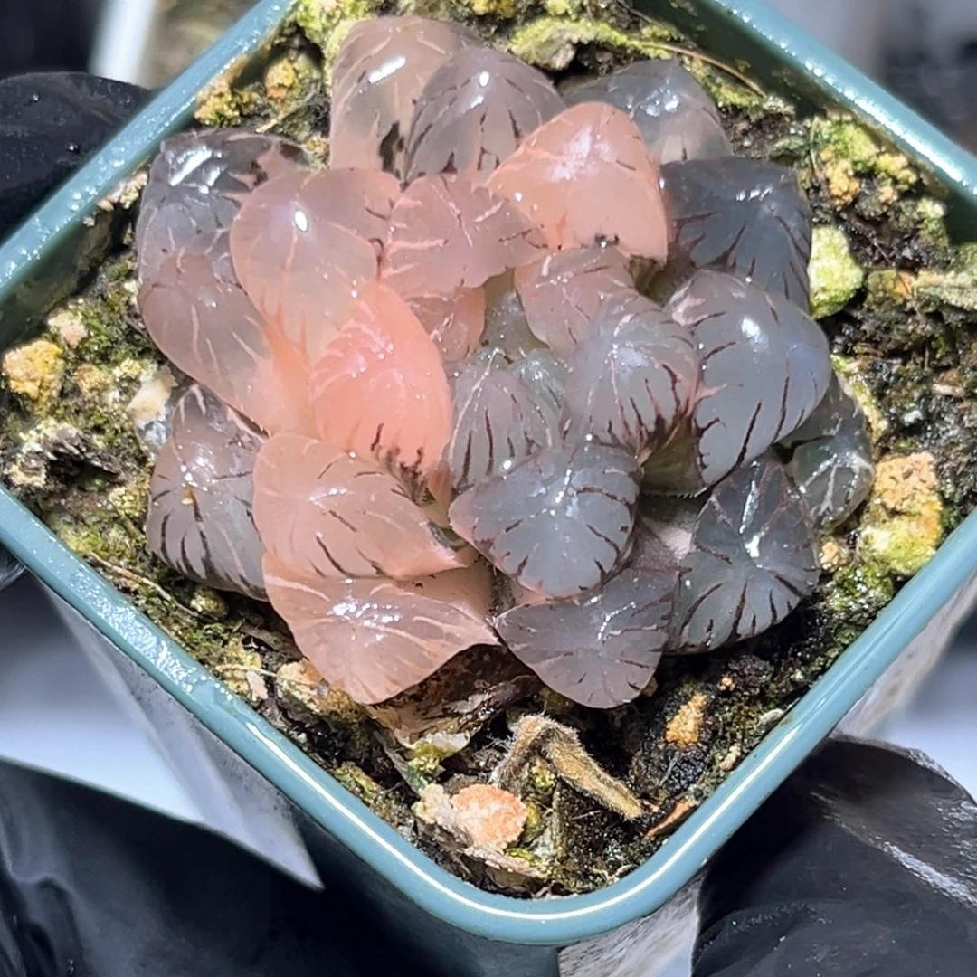 恭喜发财大吉大利4528