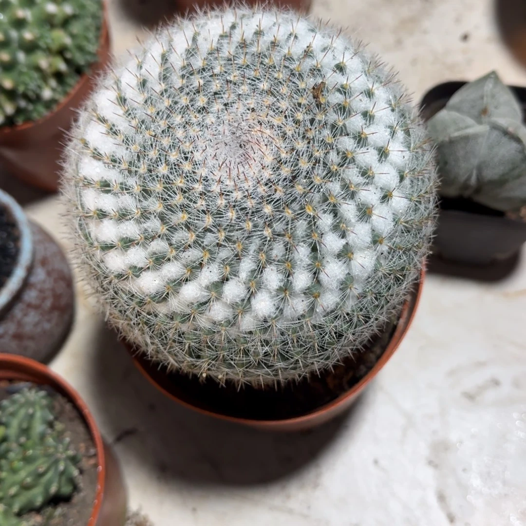 一***树可口可乐了可口可乐