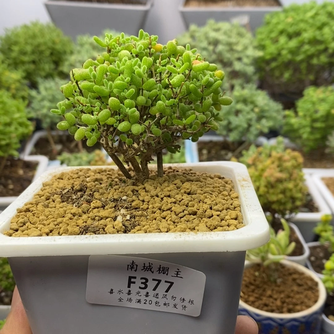 377号蜜橘糖球枝干