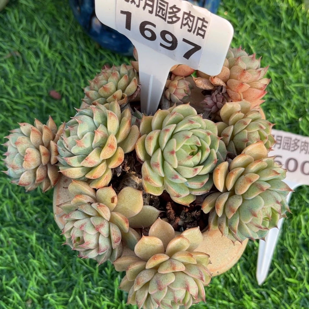 悠***光多肉植物1697袋盆