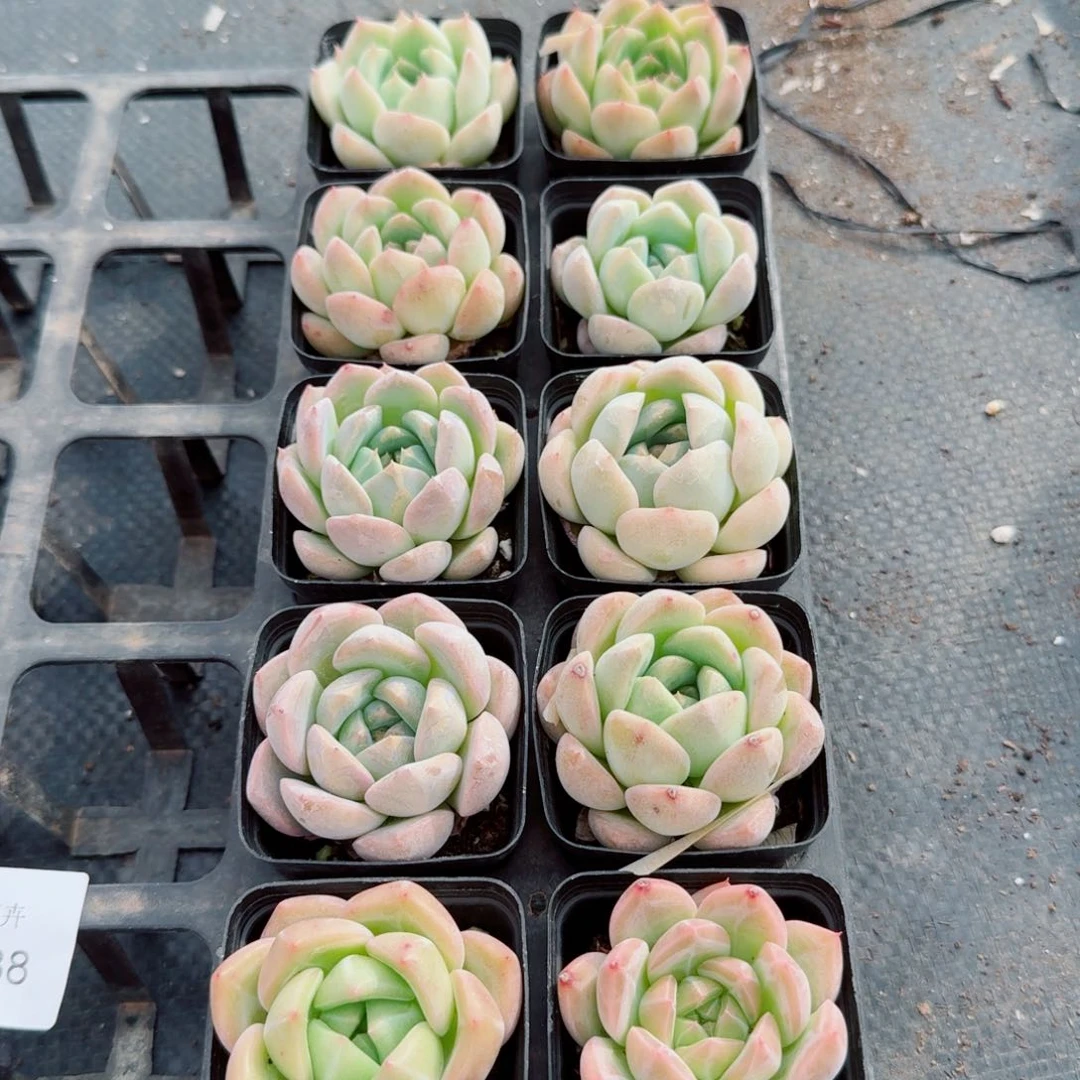 宽叶珍妮未上色十棵量拍13-38