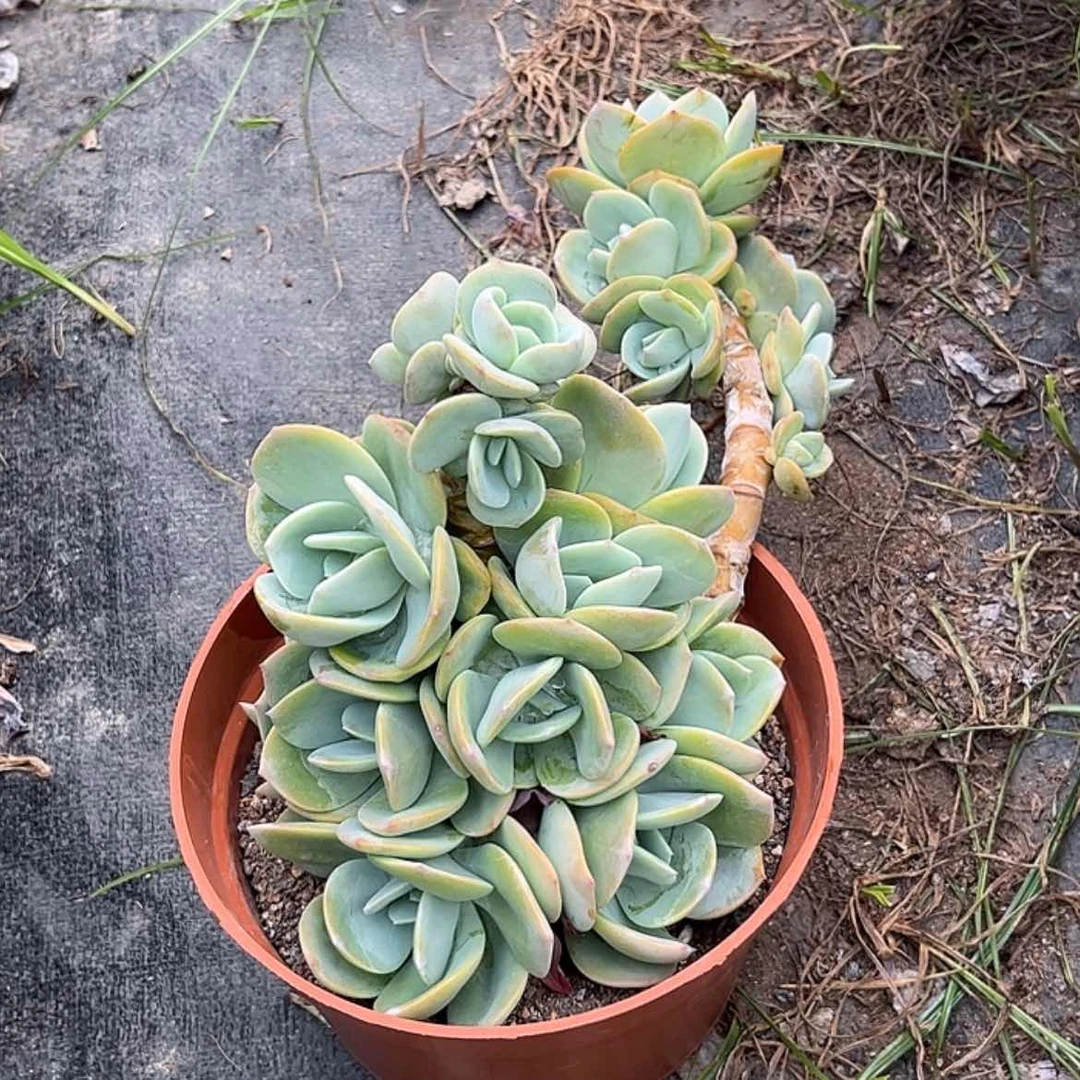 【闪购商品】无花朵一***.