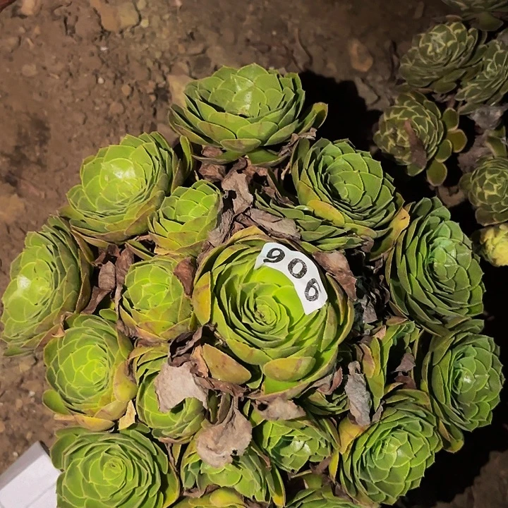 906万圣夜多肉植物