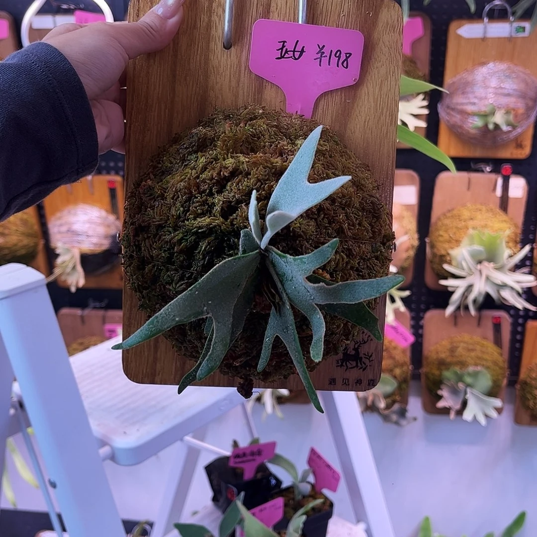 玉女。     鹿角蕨