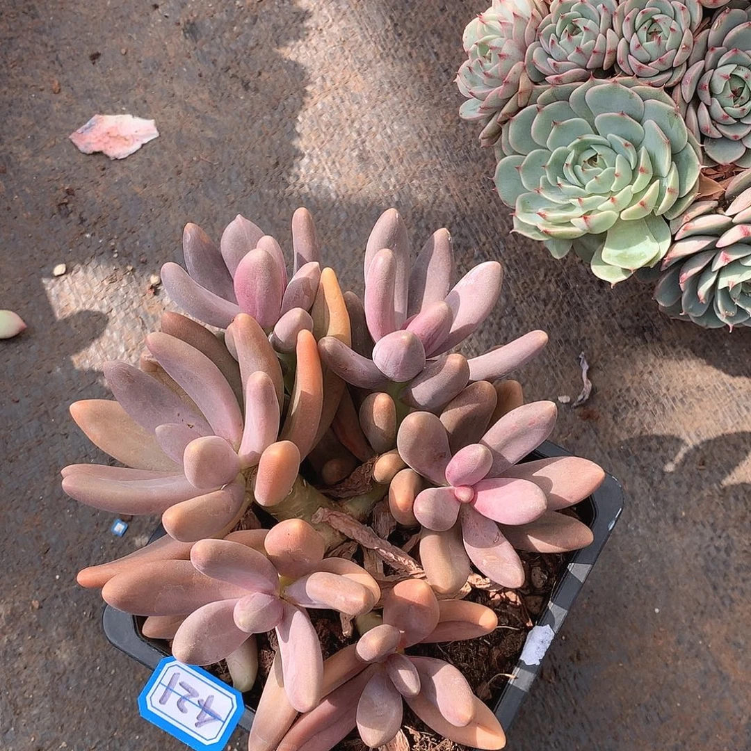 421糖果美人 一物一拍多肉