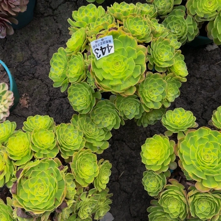 雨荷花25-50包邮花花