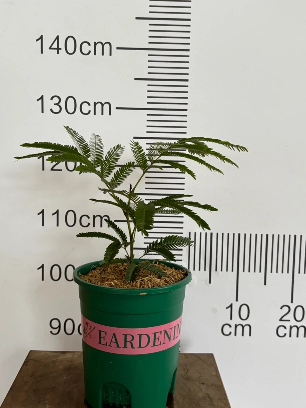 【一物一拍 小苗专拍】基地直发 密叶猴耳环耐阴好养四季常青