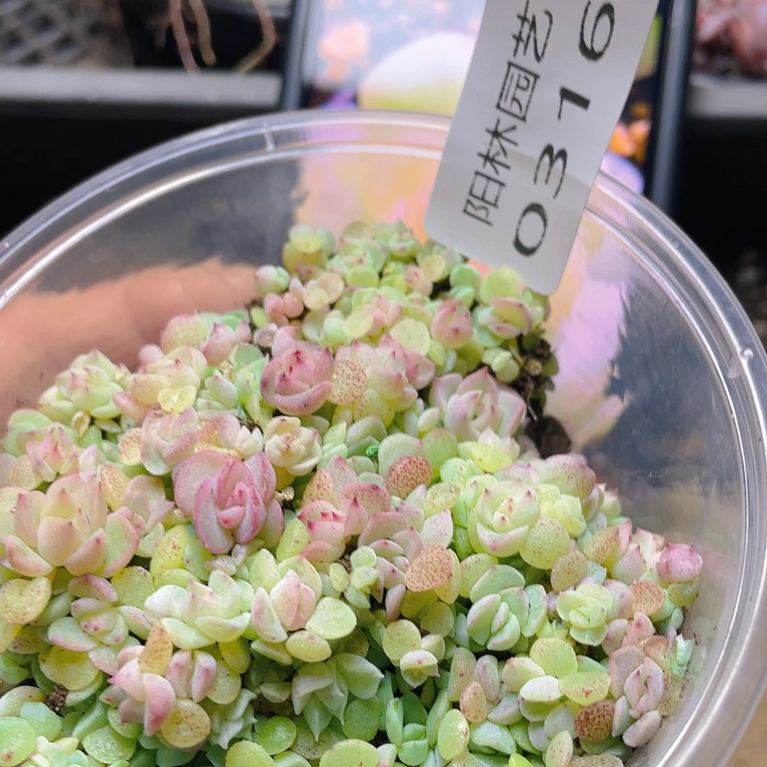 多肉植物多肉植物316