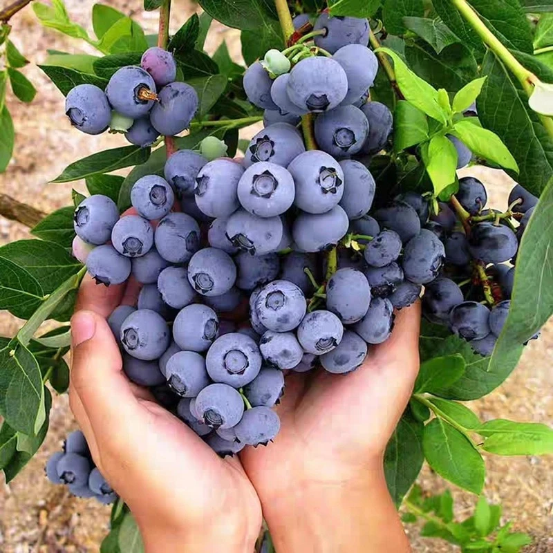 带土球发货蓝莓树苗庭院地栽阳台盆栽果树苗多年生当年结果成活
