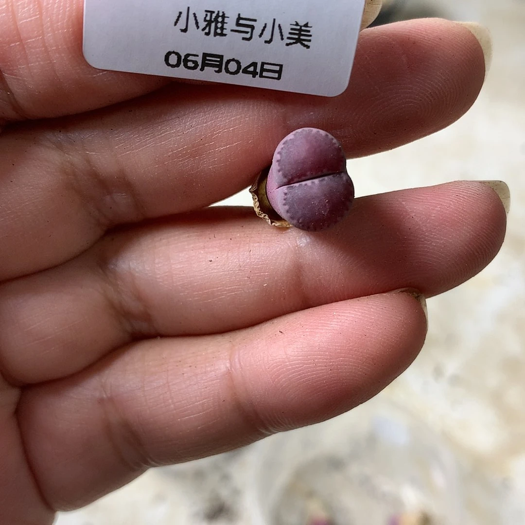 萤****~E124多肉植物保护研究所