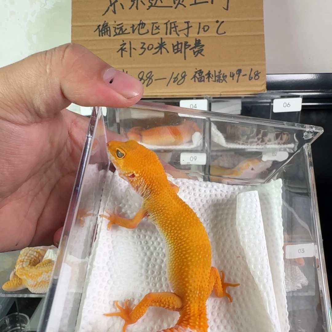 豹纹守宫雨水蜜橘弟弟