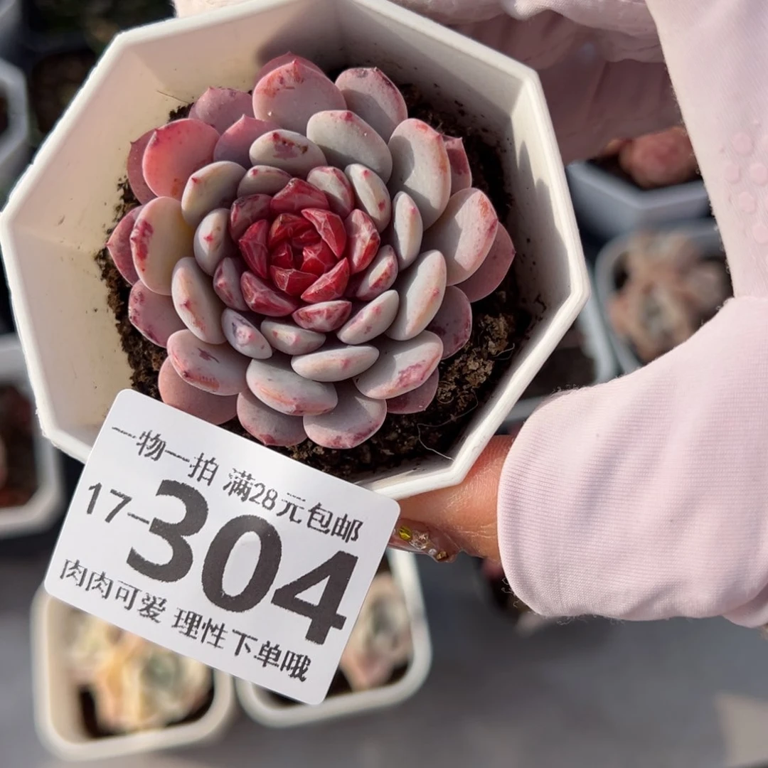 白衣圣代多肉多肉多肉多肉多肉