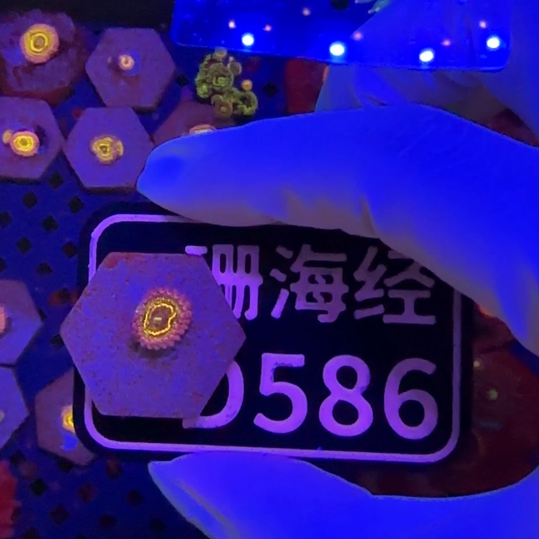 三***猫纽扣珊瑚又又不包邮平流层D586
