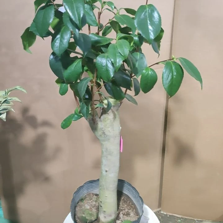 418齿五，原盆原土发货，不包邮