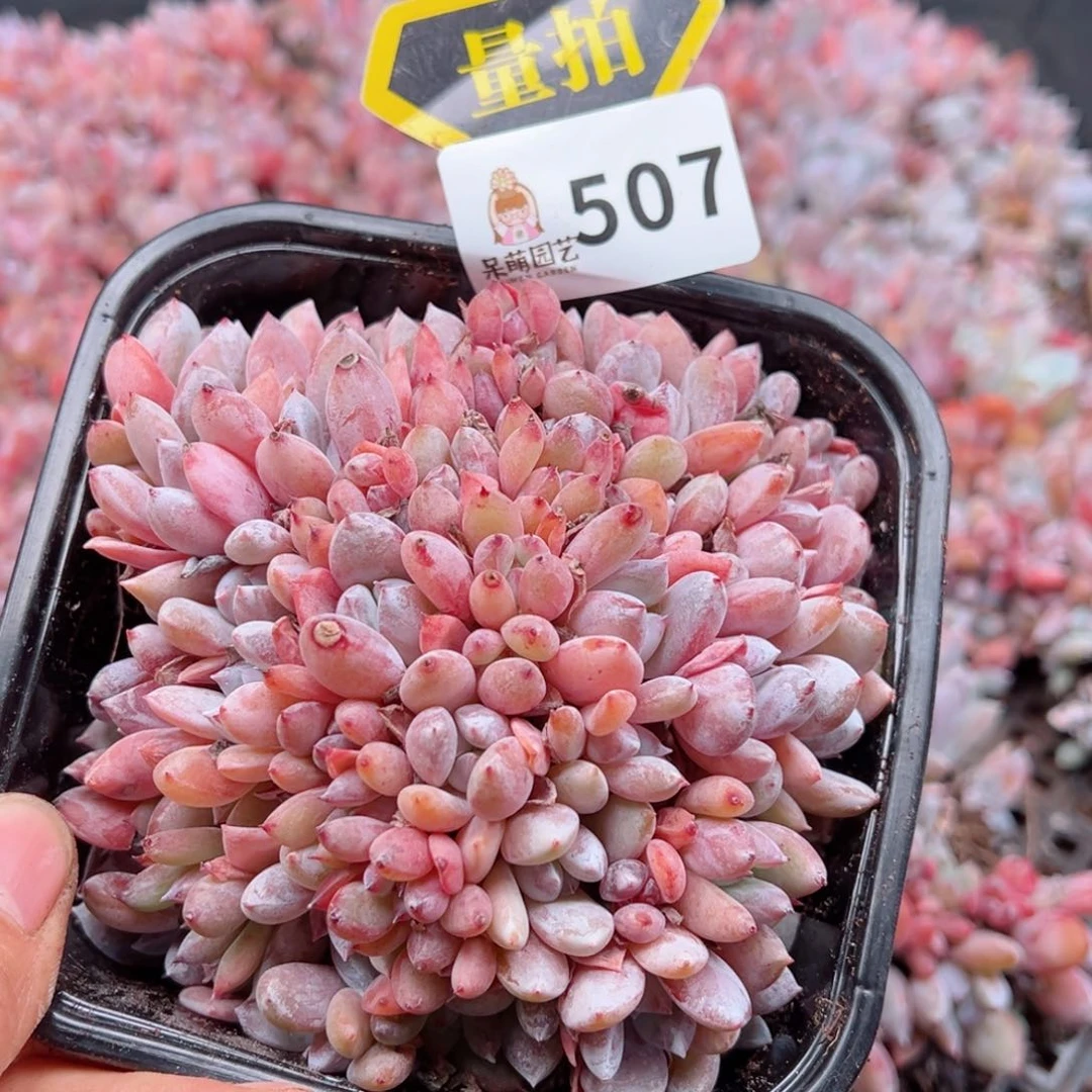 多肉植物多肉植物