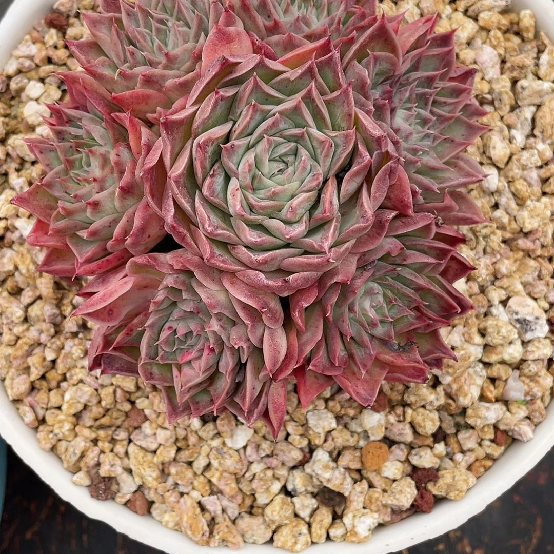 多肉植物一物一拍