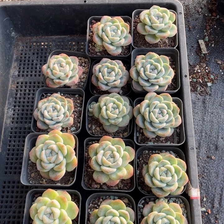 初***磐冰玉多肉七方盆11个