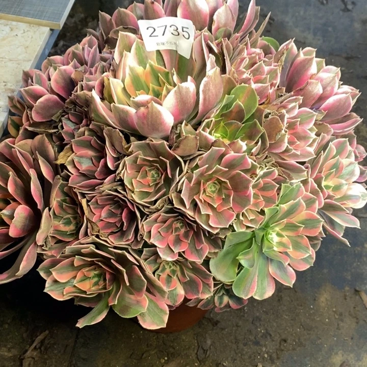 男神多肉断头不包2735