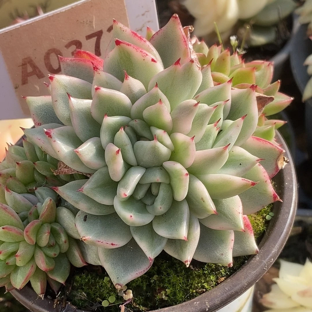 372三心哈哈哈哈哈哈哈哈