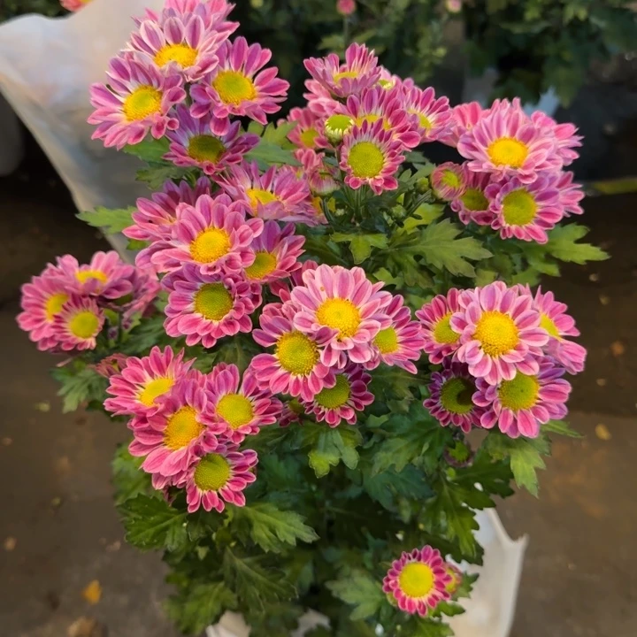 彩玉小菊盆栽花量多